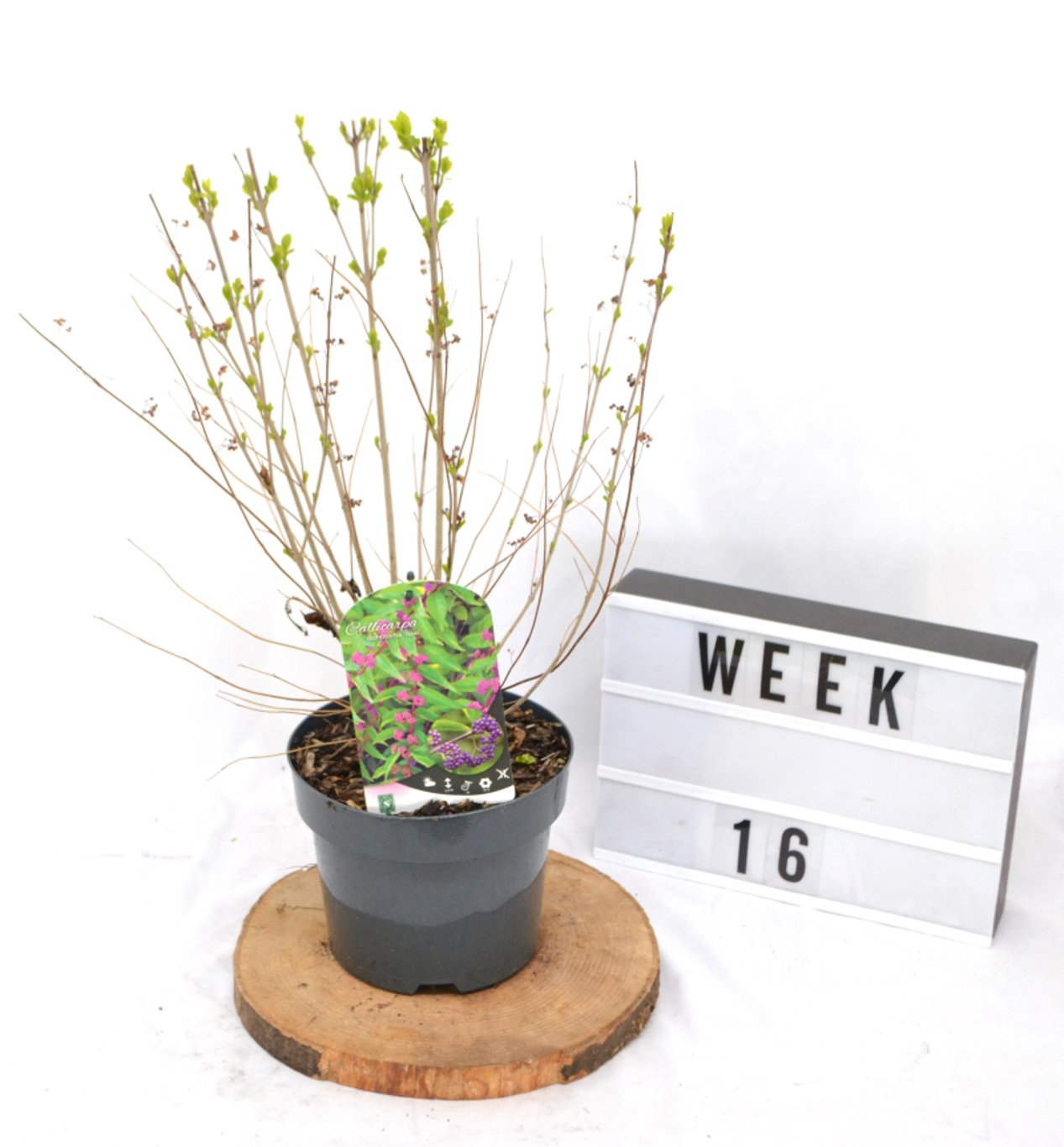 Callicarpa dich. 'Issai' - C3 20-40 CM